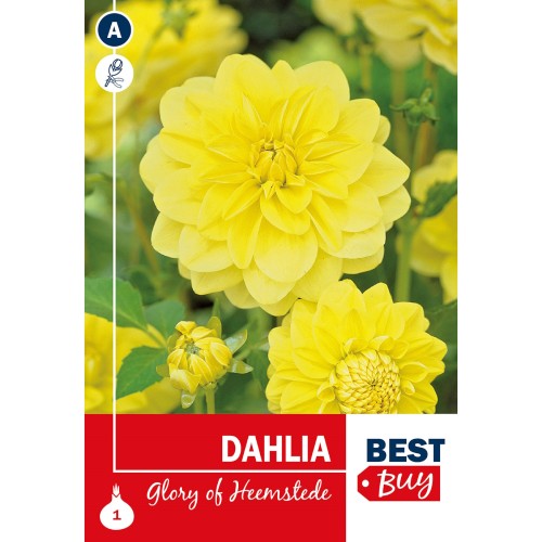 Dahlia Decorative Glory of Heemstede / Georgin