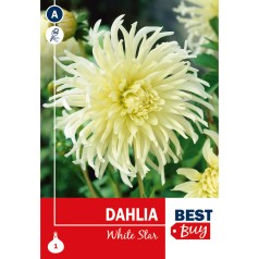 Dahlia Cactus Yellow Star / Georgin