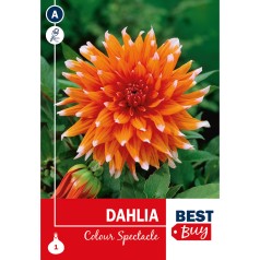 Dahlia Cactus Color...