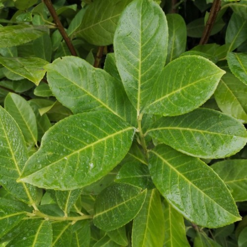 Laurbærkirsebær Rotundifolia 40-50 cm. - Prunus laurocerasus Rotundifolia