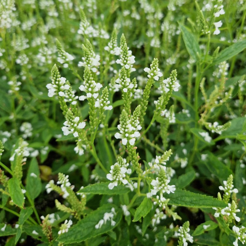 Jernurt White Spires - Verbena hastata White Spires