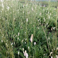 Kvæsurt Burr Blanc - Sanguisorba tenuifolia Burr Blanc