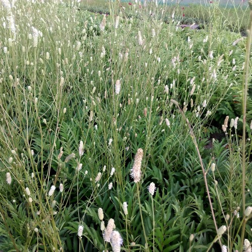 Kvæsurt Burr Blanc - Sanguisorba tenuifolia Burr Blanc