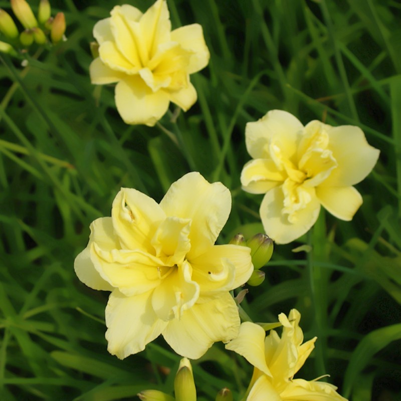 Daglilje Double River Wye - Hemerocallis hybrid Double River Wye