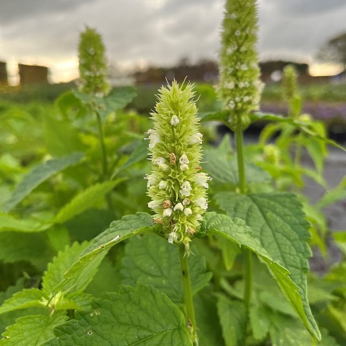 Hvid Anis Isop - Agastache rugosa albiflora