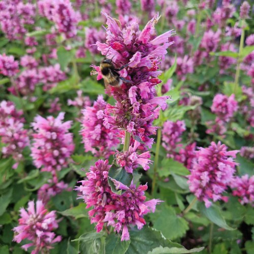 Anis Isop Danish Delight - Agastache hybrid Danish Delight