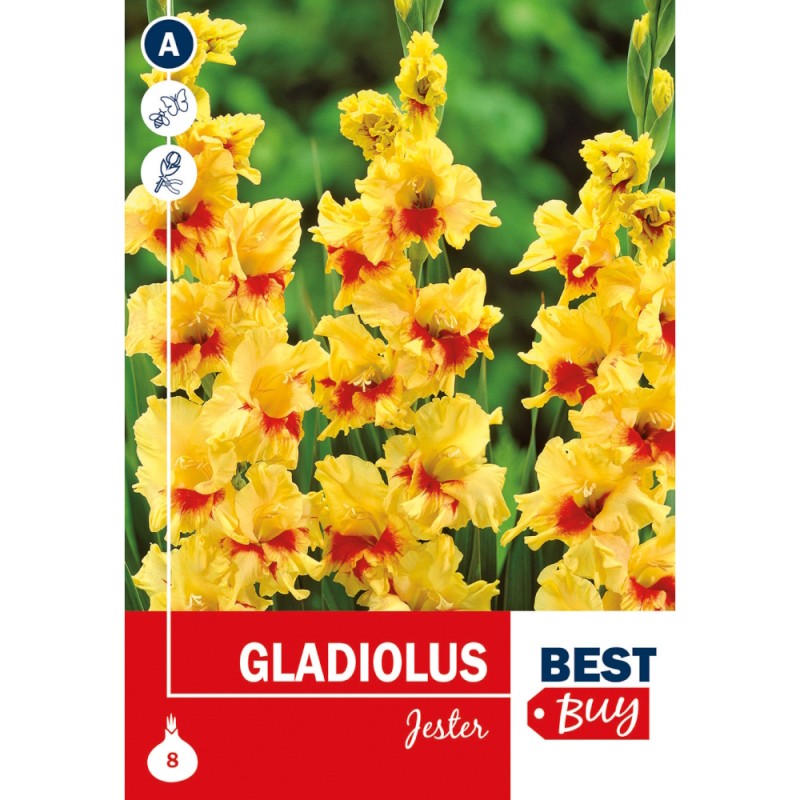 Gladiolus Jester - 8 Løg