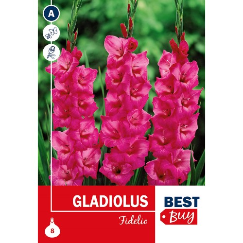 Gladiolus Fidelio - 8 Løg