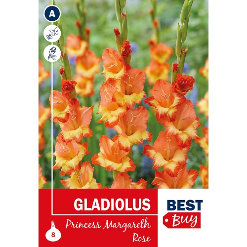 Gladiolus Princess Margareth Rose - 8 Løg