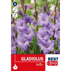 Gladiolus Milka - 8 Løg