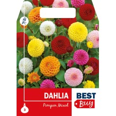 Dahlia PomPon Mix - Georgin - 3 Knolde