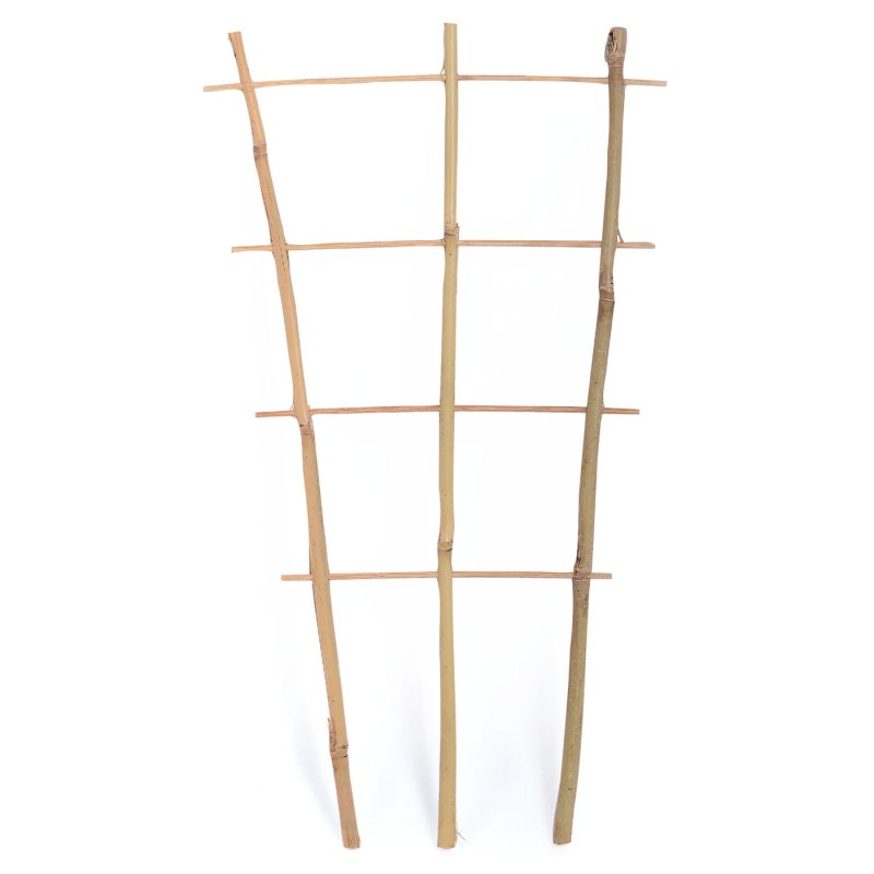 Bambus Espalier 60 cm