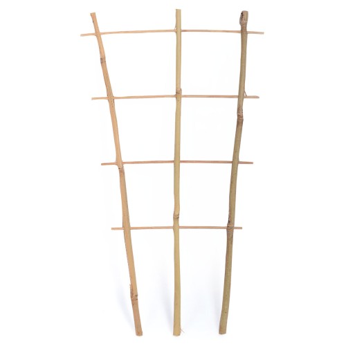 Bambus Espalier 60 cm