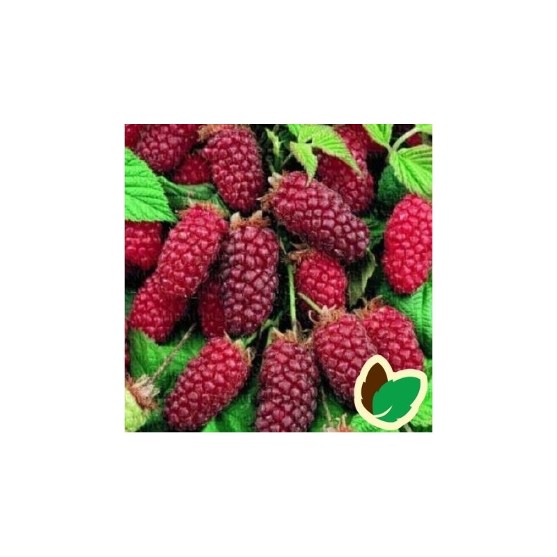 Taybær - Rubus Tayberry