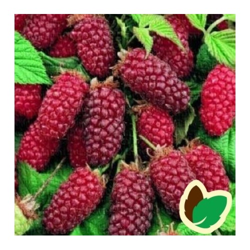 Taybær - Rubus Tayberry