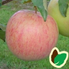 Æbletræ Nanna