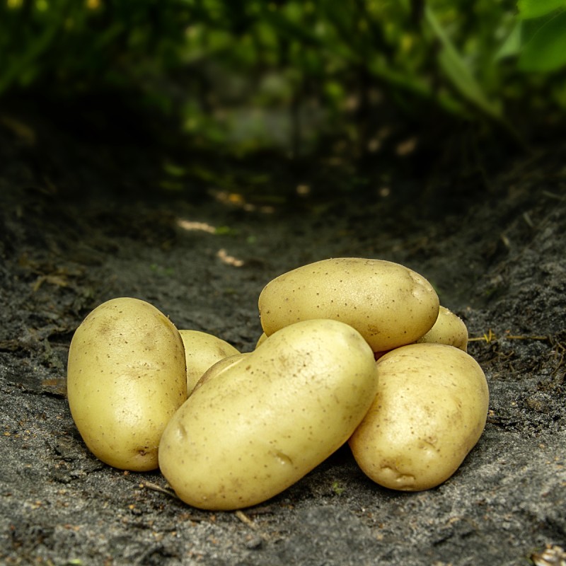 Cimega Læggekartofler 1,5 Kg. - Middeltidlig