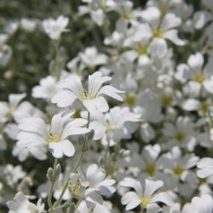 Hønsetarm - Cerastium tomentosum