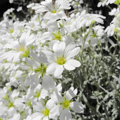 Hønsetarm - Cerastium tomentosum