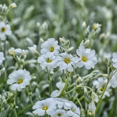 Hønsetarm - Cerastium tomentosum