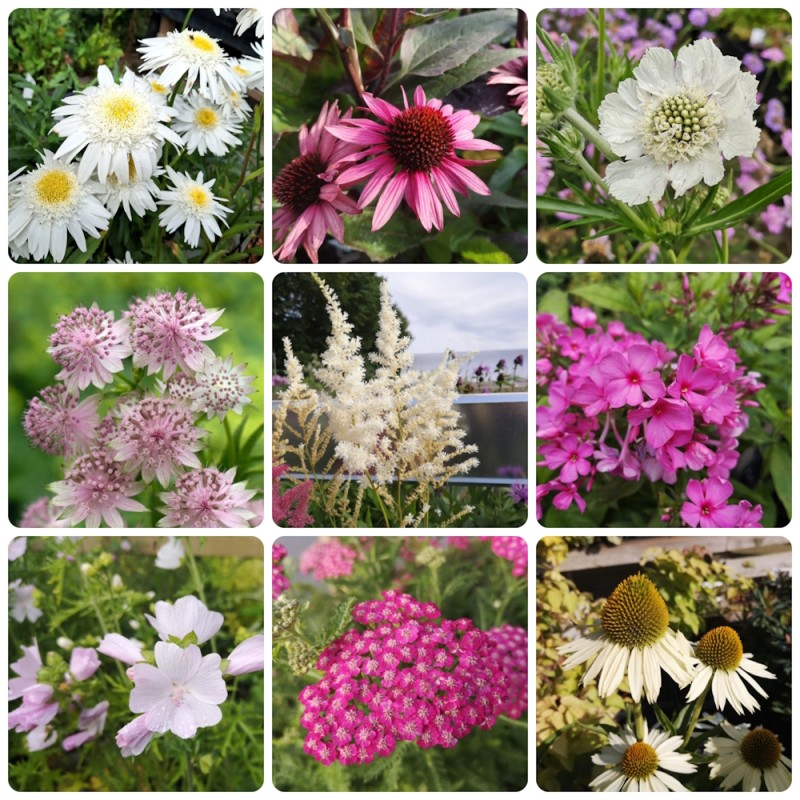 Staudebed til afskæring - Hvide og lyserøde blomster - 5 m² Færdigbed - Indeholder 10 Varianter