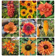 Orange flammebed - Stærke...