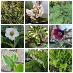 Staudebed til skygge og...