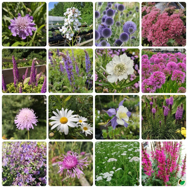 Biodiversitetsbed - Stauder, der tiltrækker bier og sommerfugle - 5 m² Færdigbed - Indeholder 16 Varianter