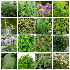 Krydderurtebed til...