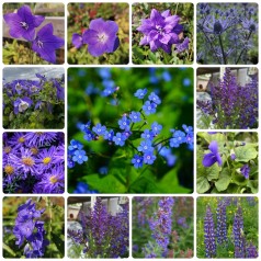 Blåt staudebed - Skab ro og...