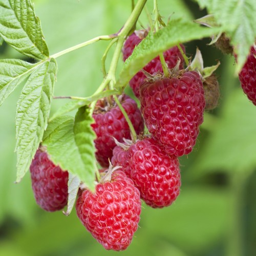 Hindbær Tulameen - Sommerhindbær - Rubus idaeus Tulameen