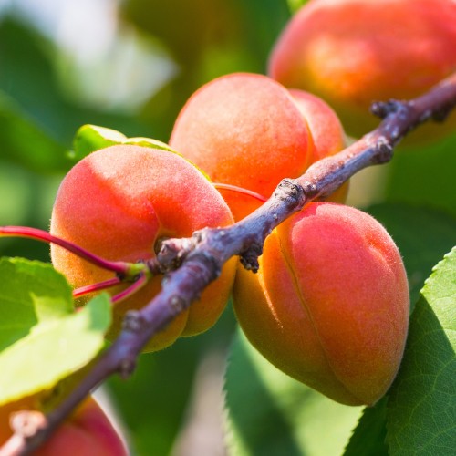 Abrikostræ Kuresia - Prunus armenica Kuresia
