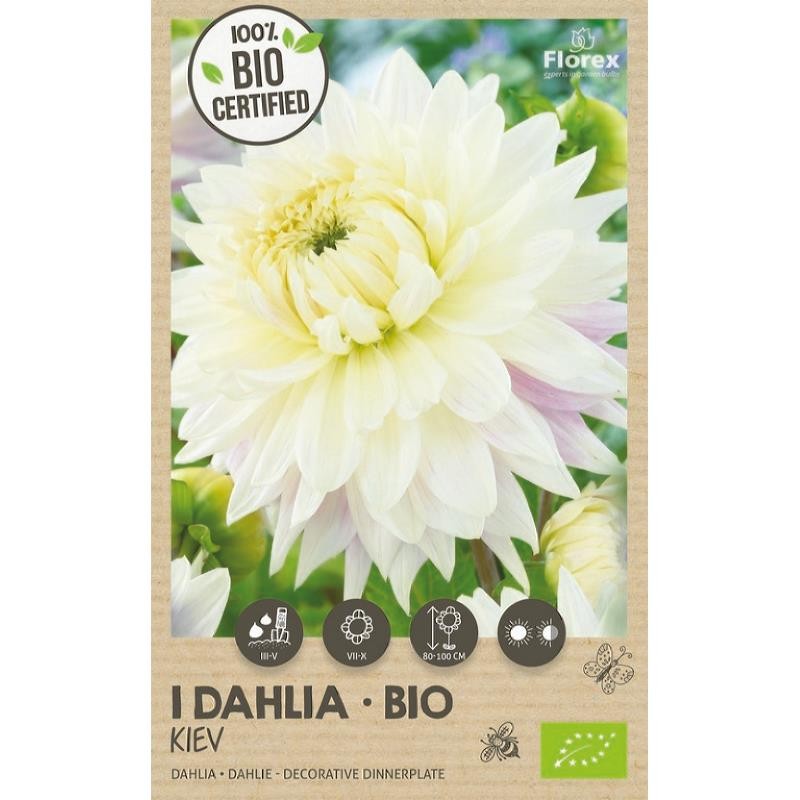 Økologisk dahlia Kiev