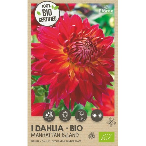 Økologisk dahlia Manhattan