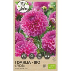 Økologisk dahlia Sandra