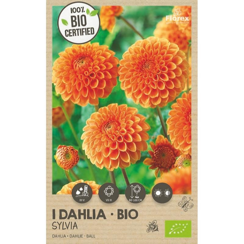 Økologisk dahlia Sylvia