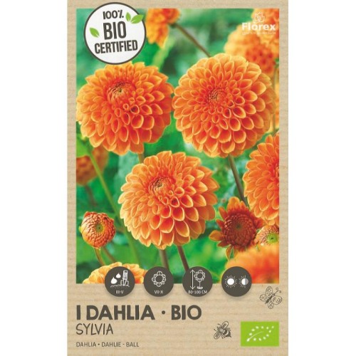 Økologisk dahlia Sylvia