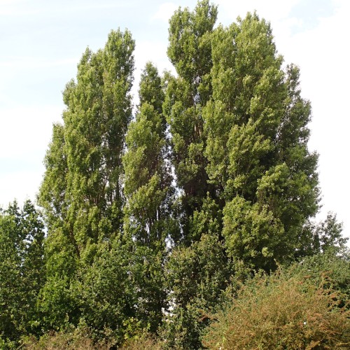 Pyramidepoppel 60-100 cm. - Bundt med 25 stk. barrodsplanter - Populus nigra Italica