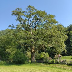 Ahorn - Ær 30-80 cm. - Bundt med 10 stk. barrodsplanter - Acer pseudoplatanus