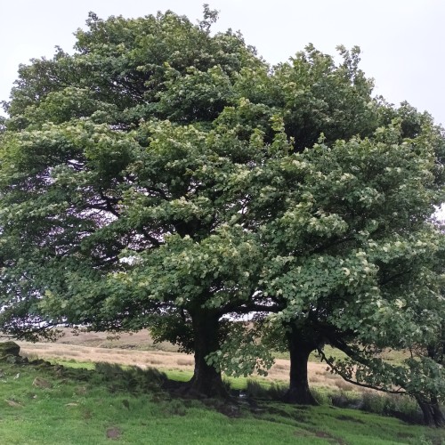 Ahorn - Ær 30-80 cm. - Bundt med 10 stk. barrodsplanter - Acer pseudoplatanus