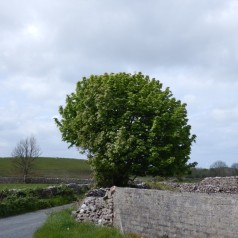 Ahorn - Ær 60-80 cm. - Bundt med 10 stk. barrodsplanter - Acer pseudoplatanus