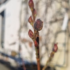 Sort Pil Black Cat - Salix gracilistyla Melanostachys