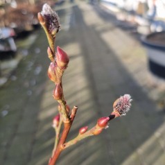 Sort Pil Black Cat - Salix gracilistyla Melanostachys