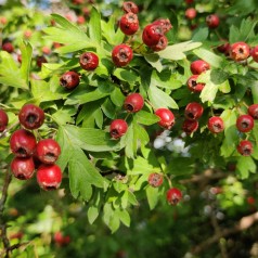 Engriflet Hvidtjørn 150-175...