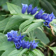 Ensian - Gentiana dahurica