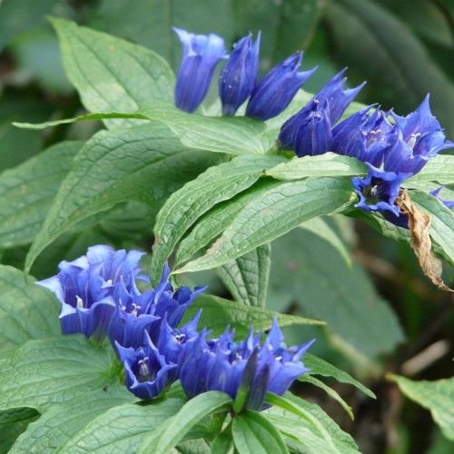 Ensian - Gentiana dahurica