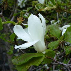 Japansk Magnolia - Magnolia kobus