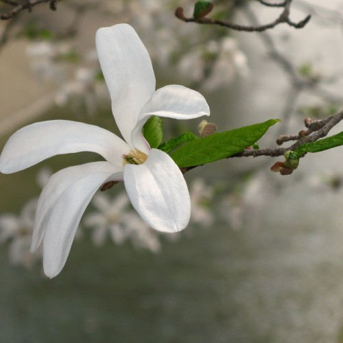 Japansk Magnolia - Magnolia kobus