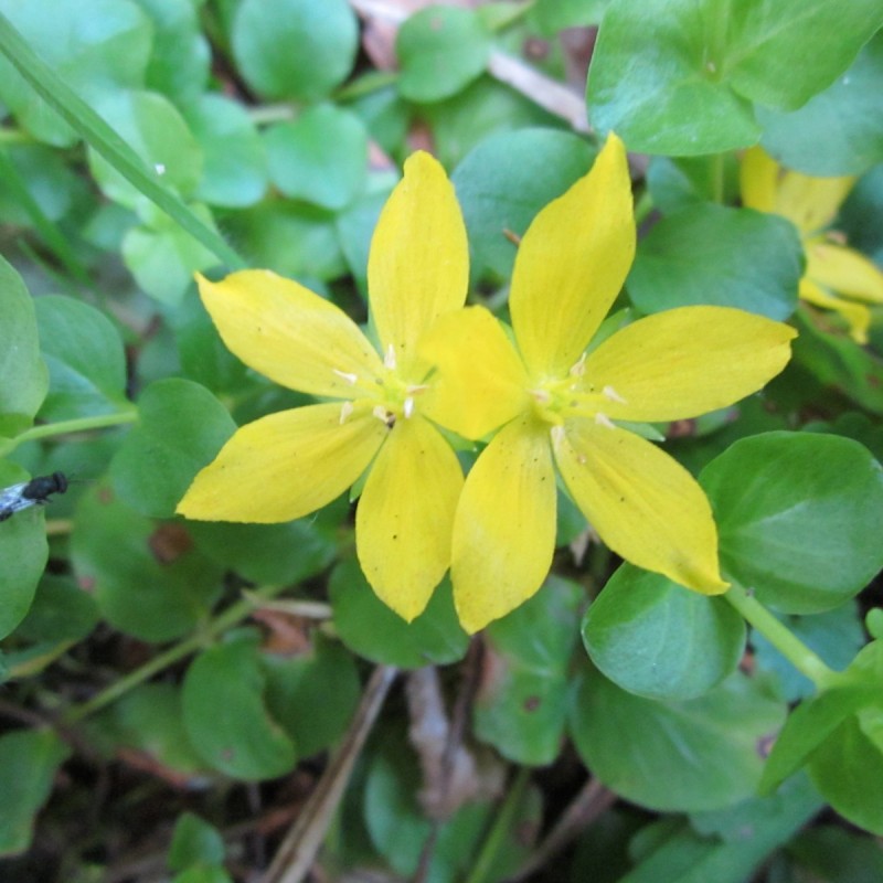 Pengebladet Fredløs - Lysimachia nummularia