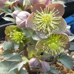 Påskeklokke Sternii - Helleborus Sternii